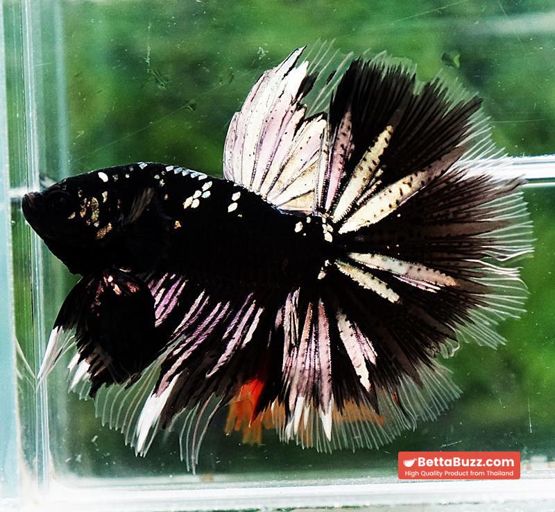 Betta fish OHM Shadow Black Star (Ultra Rare) - Image 2