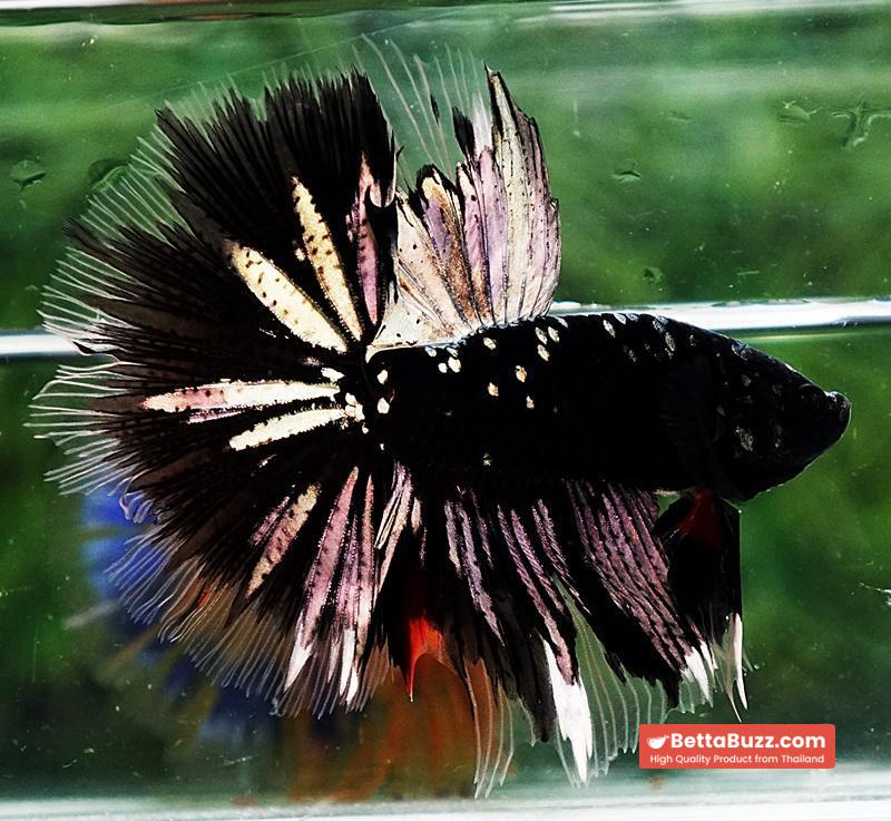 Betta fish OHM Shadow Black Star (Ultra Rare) - Image 5