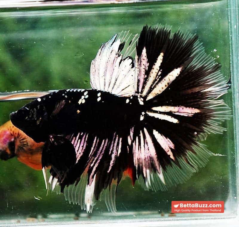 Betta fish OHM Shadow Black Star (Ultra Rare) - Image 4