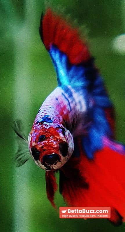 Betta fish OHM Magical Crimson Marble - Image 8