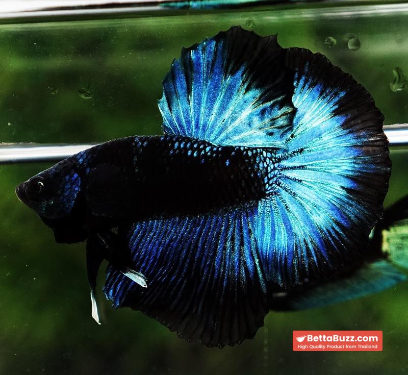 Betta fish HM Helmet Blue Samurai Black Ring (Rare) - Image 6