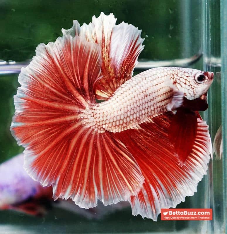 Betta fish OHM Meleys Dragon Sky Hawk - Image 4
