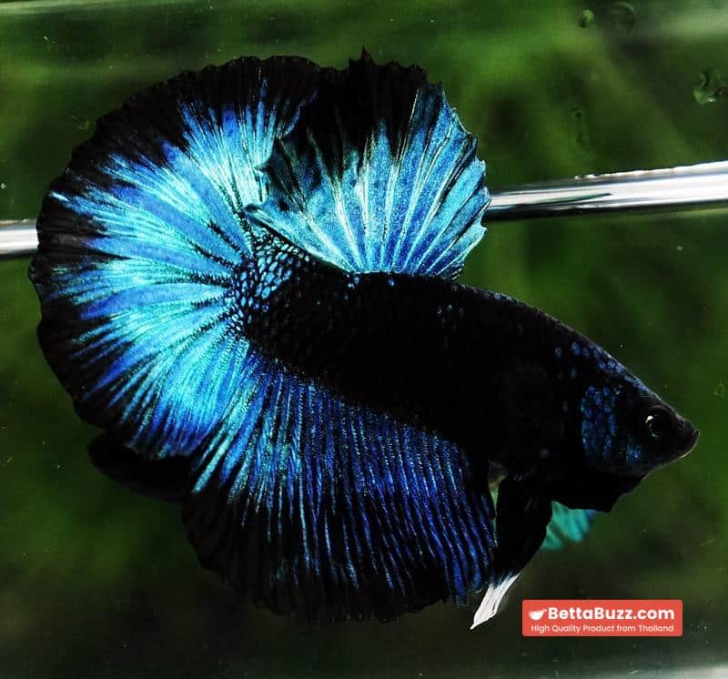 Betta fish HM Helmet Blue Samurai Black Ring (Rare) - Image 2