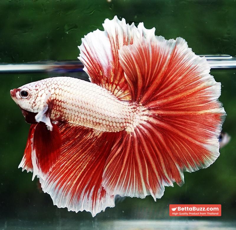 Betta fish OHM Meleys Dragon Sky Hawk - Image 3