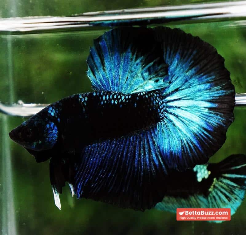 Betta fish HM Helmet Blue Samurai Black Ring (Rare) - Image 3