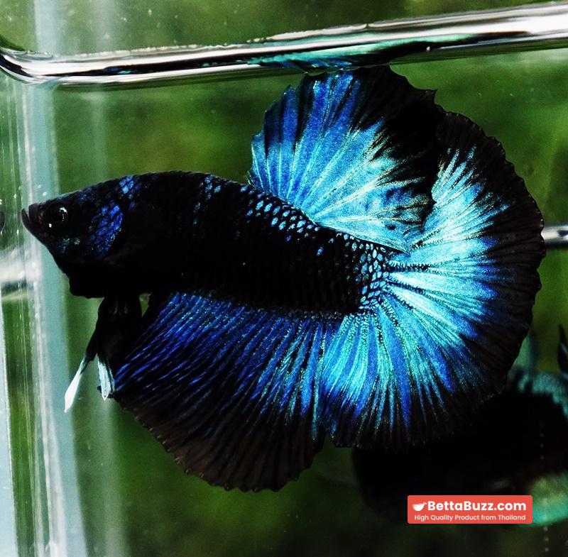 Betta fish HM Helmet Blue Samurai Black Ring (Rare) - Image 5