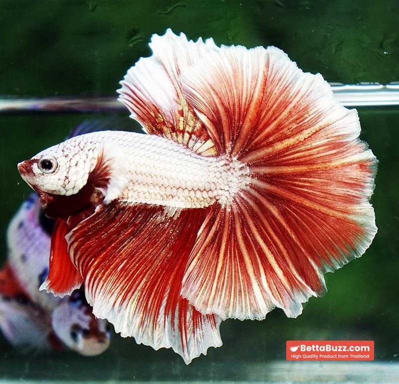 Betta fish OHM Meleys Dragon Sky Hawk - Image 5