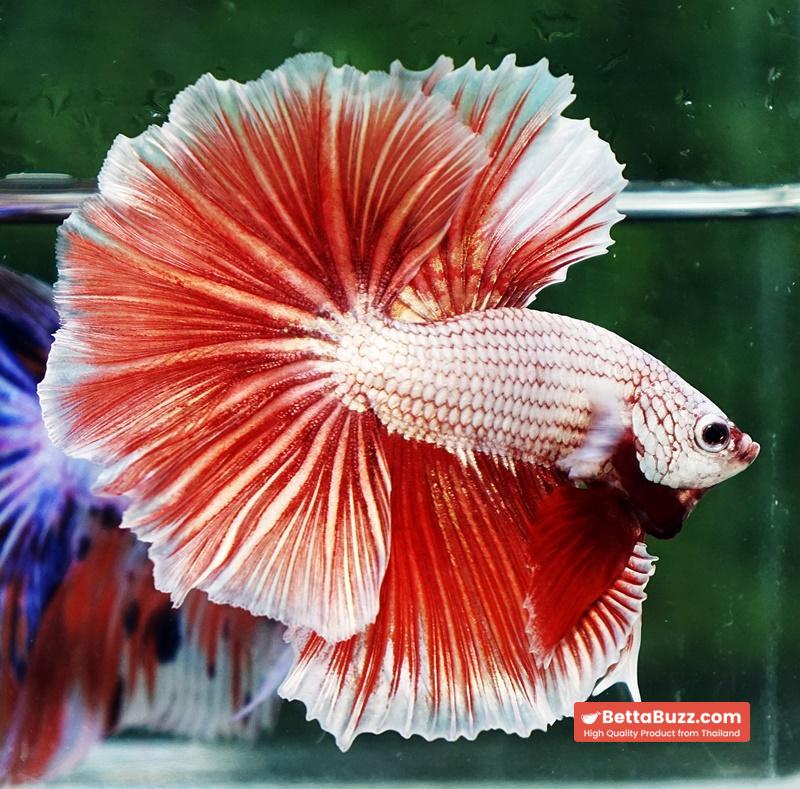 Betta fish OHM Meleys Dragon Sky Hawk - Image 6