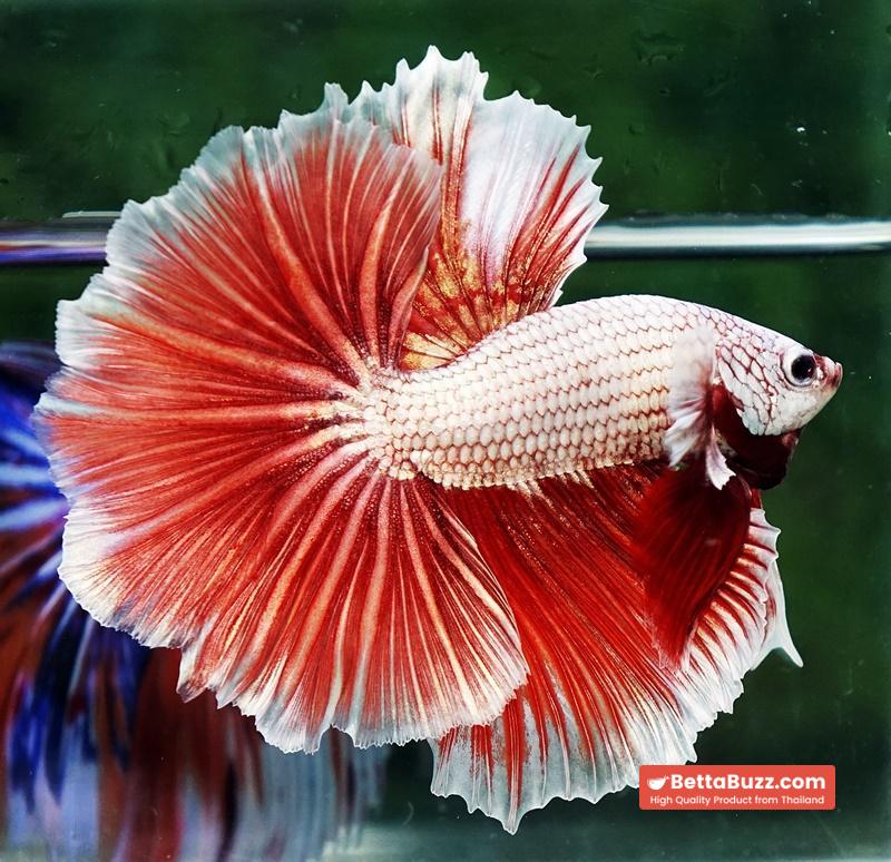 Betta fish OHM Meleys Dragon Sky Hawk - Image 2