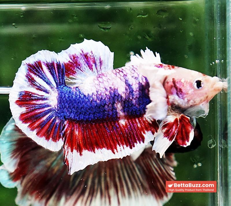 Betta fish HMPK Fancy Marble Dumbo - Image 5