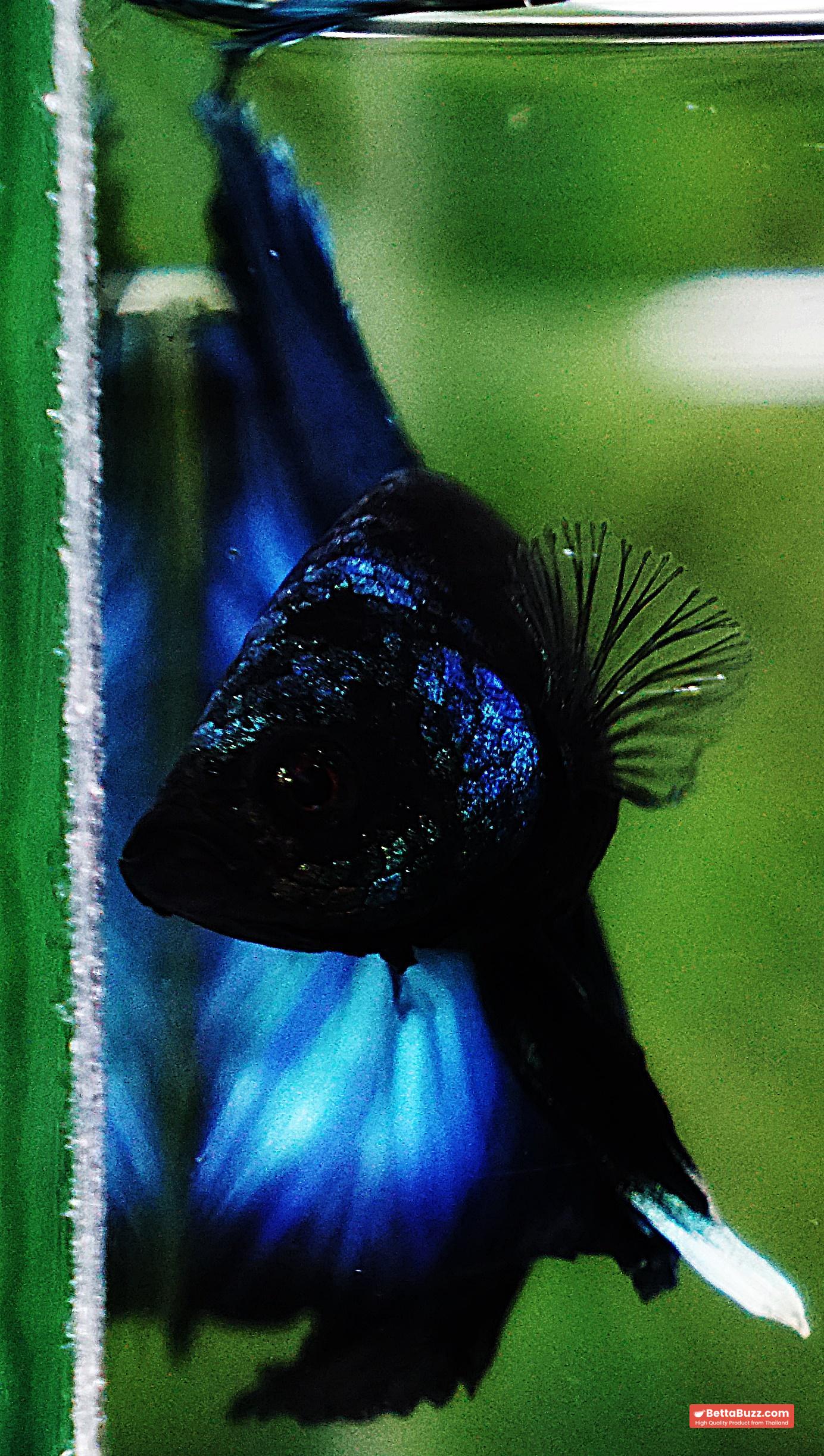 Betta fish HM Helmet Blue Samurai Black Ring (Rare) - Image 7