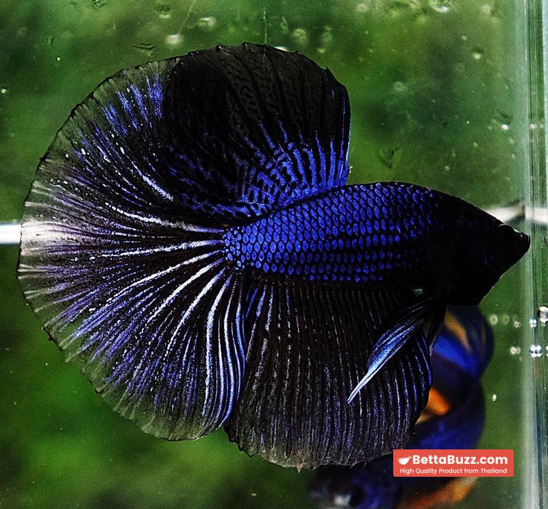 Betta fish HM Blue Black Peacock - Image 4