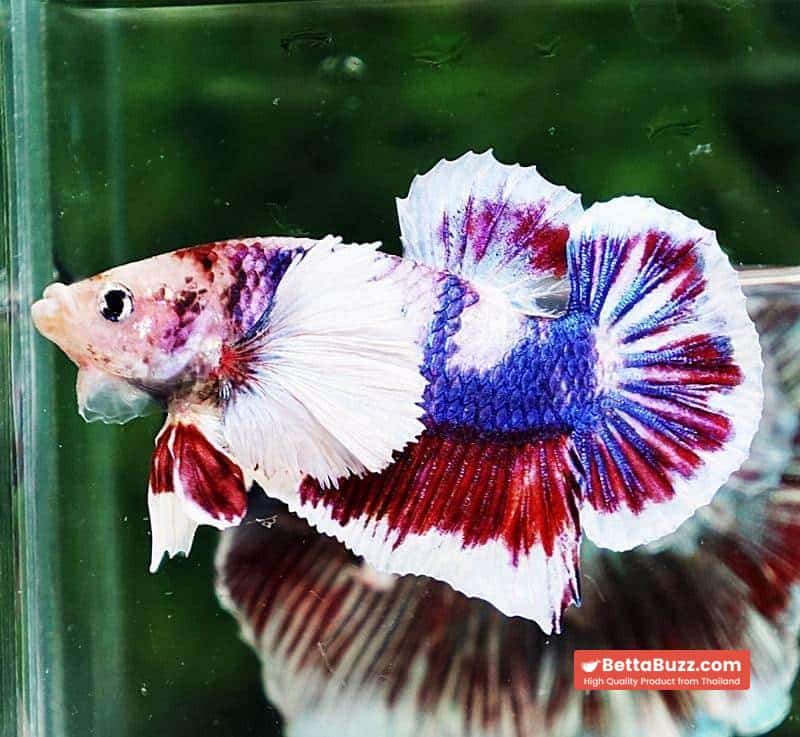 Betta fish HMPK Fancy Marble Dumbo - Image 2