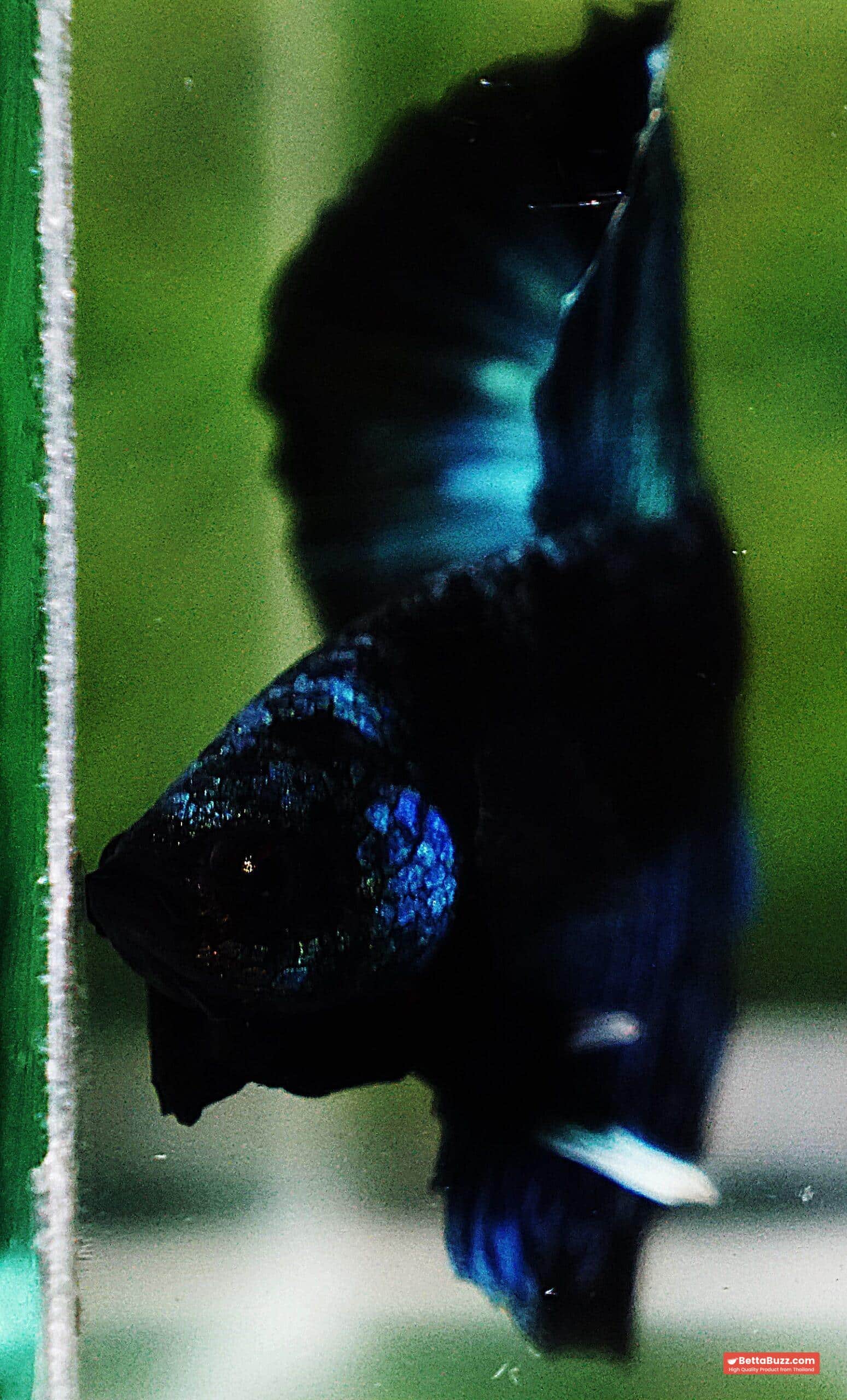 Betta fish HM Helmet Blue Samurai Black Ring (Rare) - Image 8