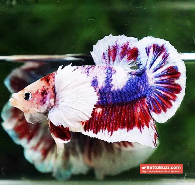 Betta fish HMPK Fancy Marble Dumbo - Image 6