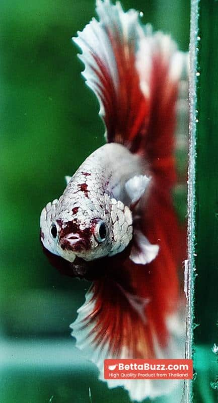 Betta fish OHM Meleys Dragon Sky Hawk - Image 7