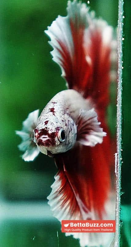 Betta fish OHM Meleys Dragon Sky Hawk - Image 8