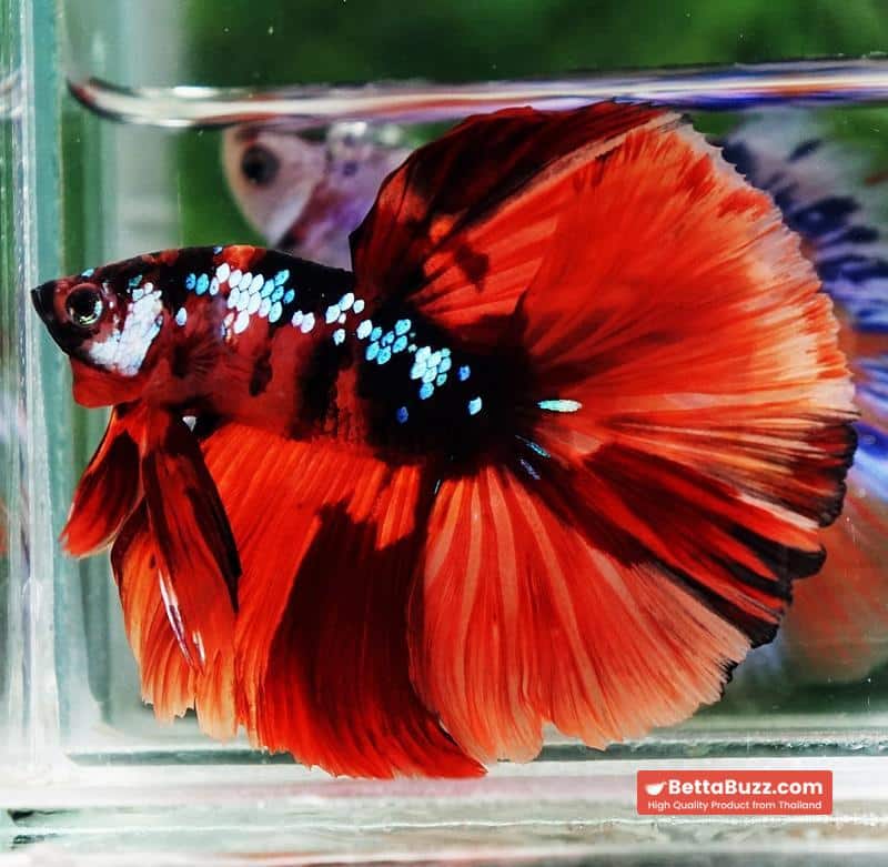 Betta fish HM Tiger Warrior Galaxy - Image 3