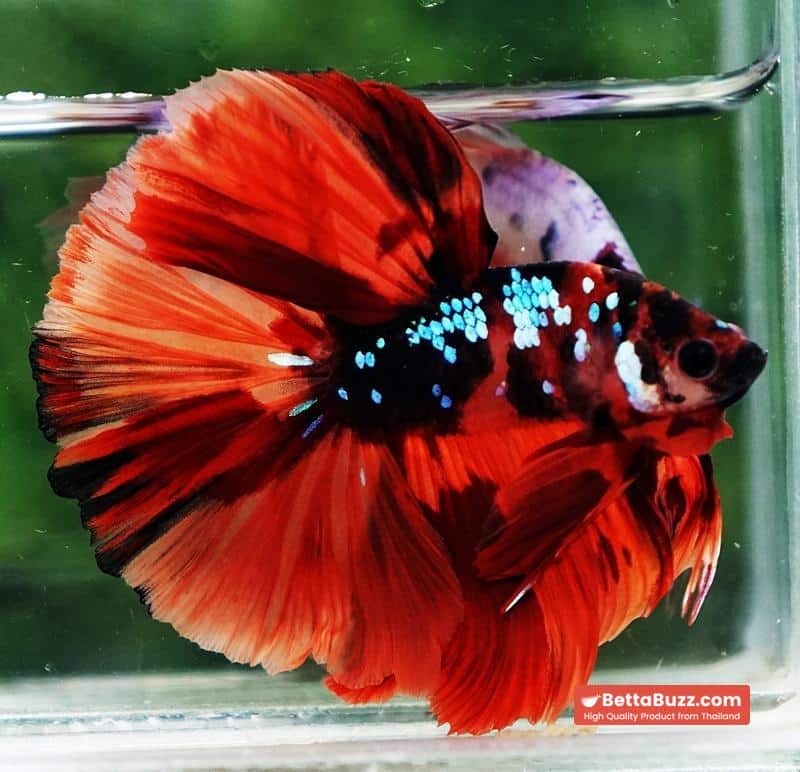 Betta fish HM Tiger Warrior Galaxy - Image 4