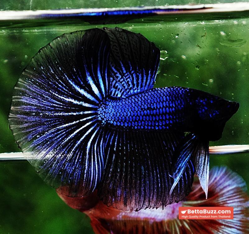 Betta fish HM Blue Black Peacock - Image 6