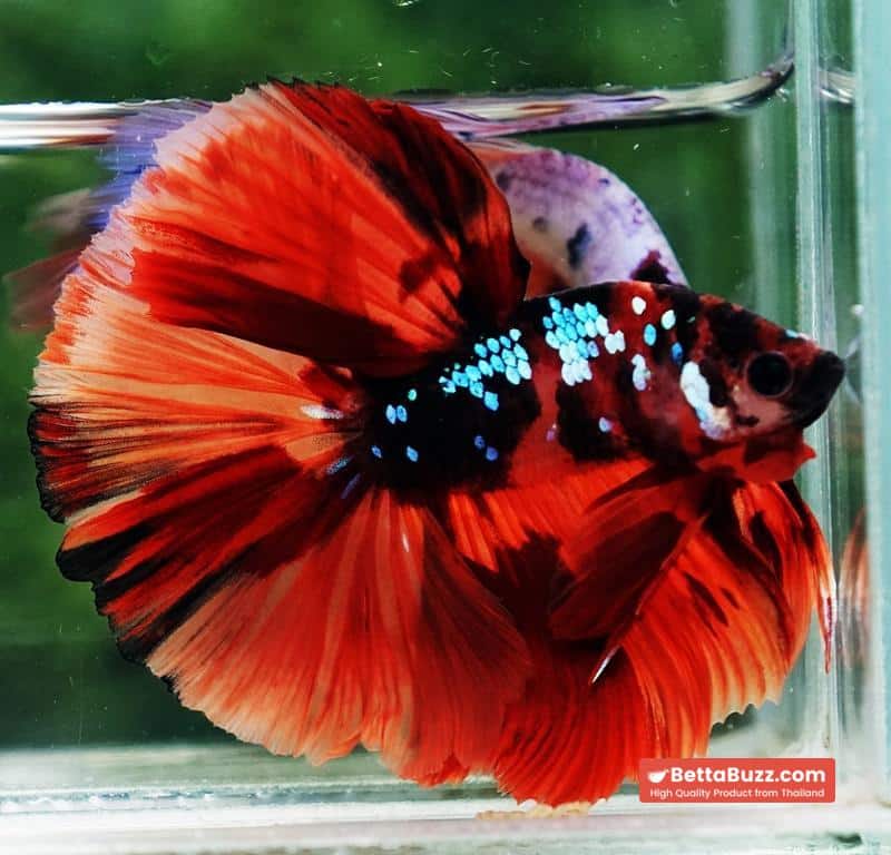 Betta fish HM Tiger Warrior Galaxy - Image 2