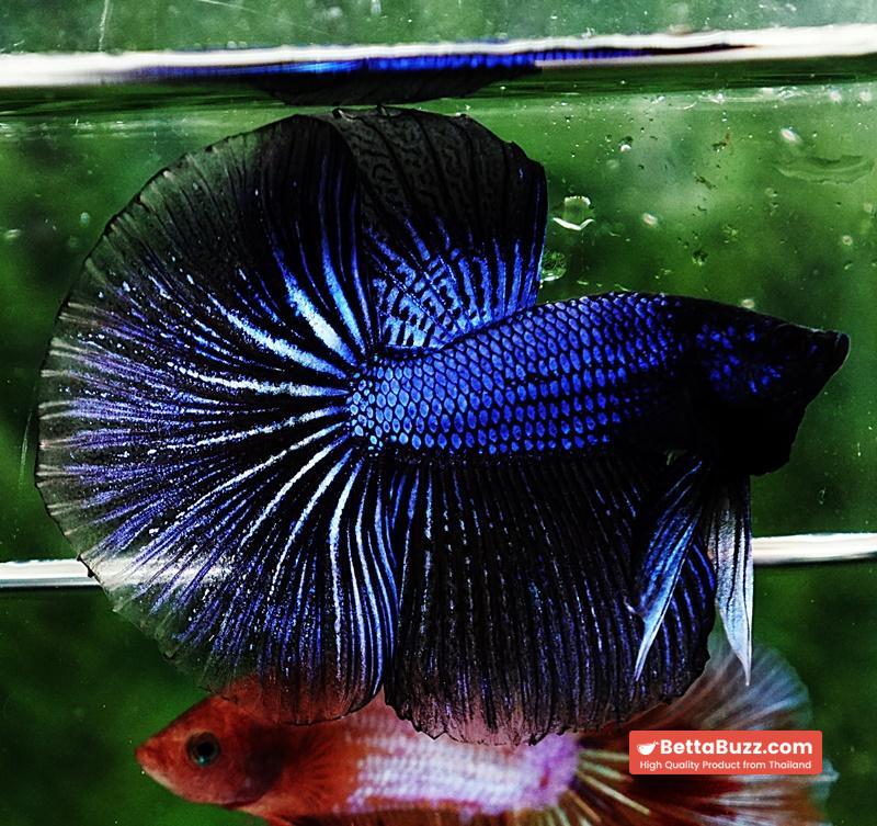 Betta fish HM Blue Black Peacock - Image 2