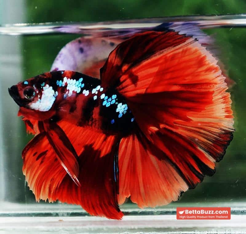 Betta fish HM Tiger Warrior Galaxy - Image 5