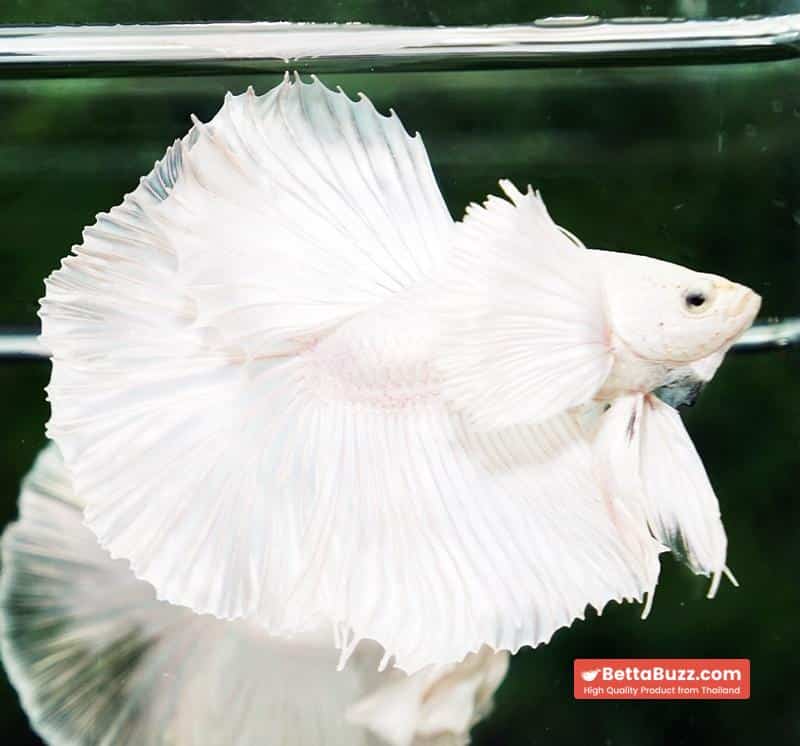 Betta fish Prince of the White Dumbo (HM) - Image 2