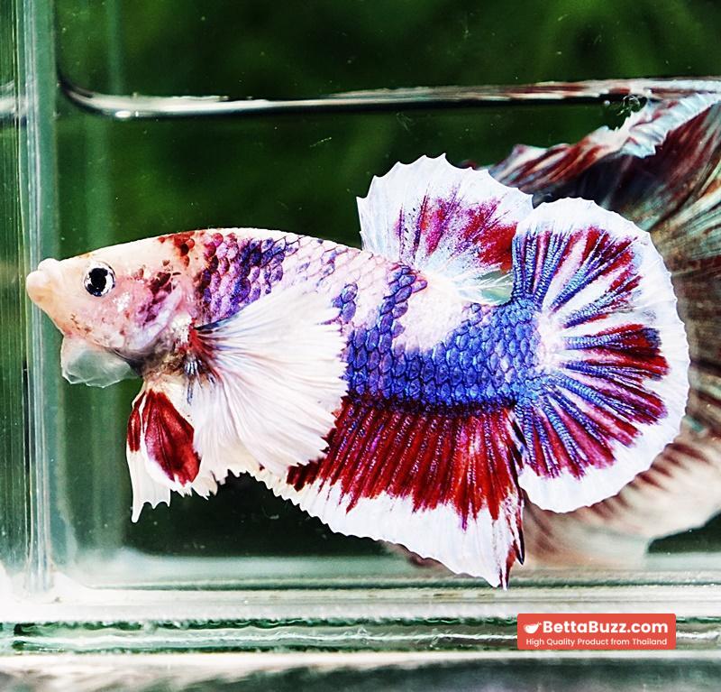 Betta fish HMPK Fancy Marble Dumbo - Image 4