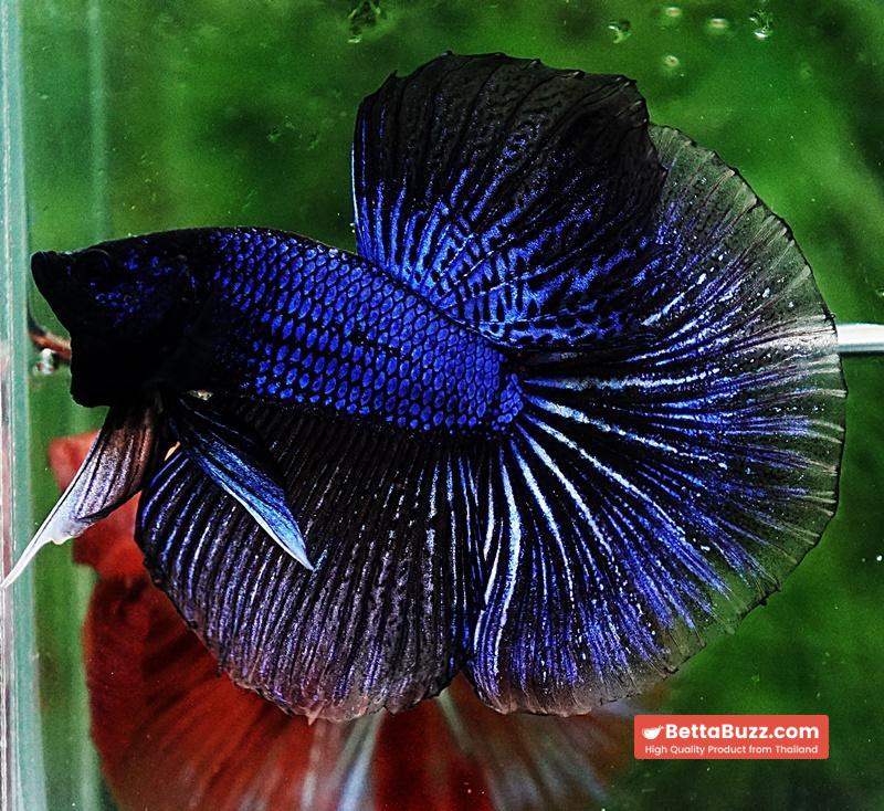 Betta fish HM Blue Black Peacock - Image 5