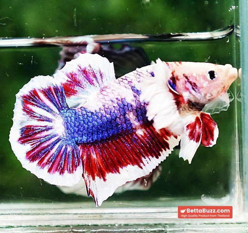 Betta fish HMPK Fancy Marble Dumbo - Image 3