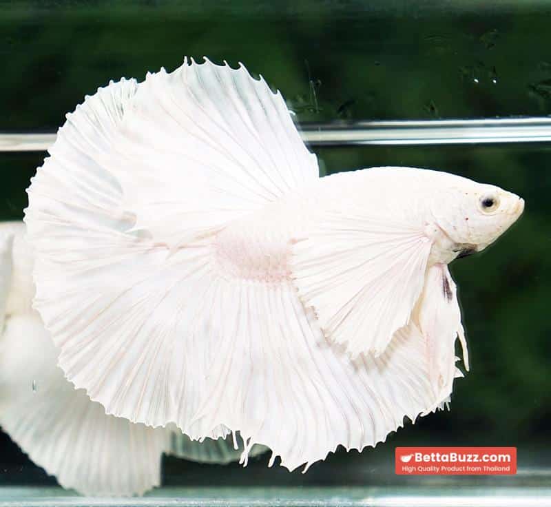 Betta fish Prince of the White Dumbo (HM) - Image 4