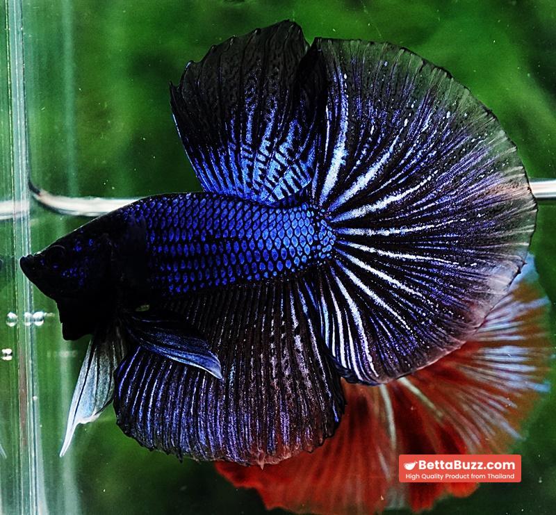 Betta fish HM Blue Black Peacock - Image 3