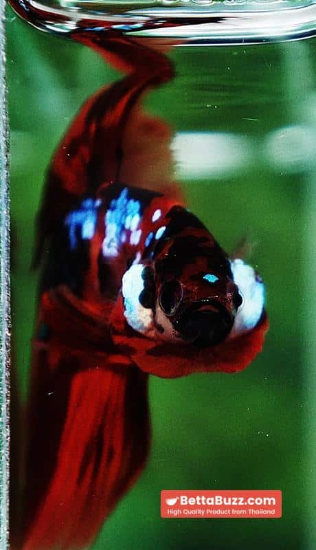 Betta fish HM Tiger Warrior Galaxy - Image 6