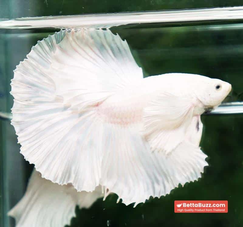 Betta fish Prince of the White Dumbo (HM) - Image 6
