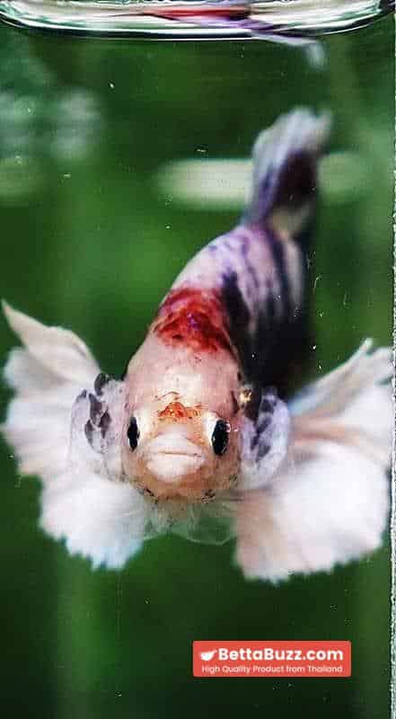 Betta fish HMPK Fancy Marble Dumbo - Image 7