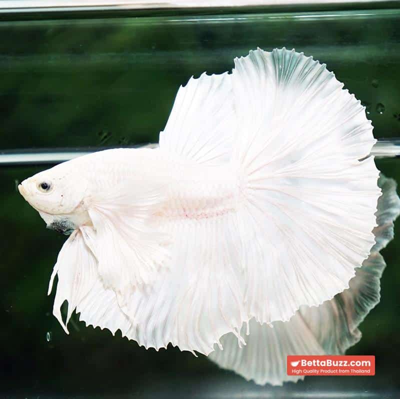 Betta fish Prince of the White Dumbo (HM) - Image 3
