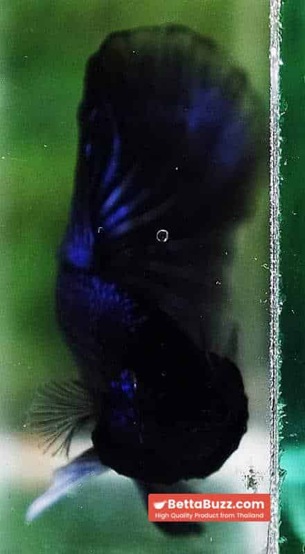 Betta fish HM Blue Black Peacock - Image 7