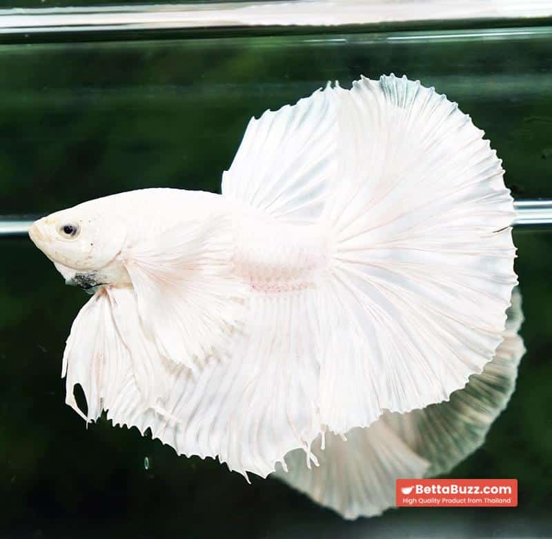 Betta fish Prince of the White Dumbo (HM) - Image 5