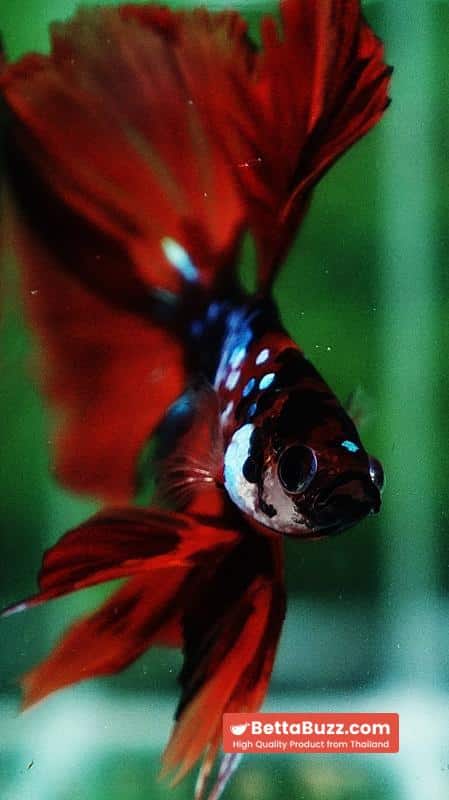 Betta fish HM Tiger Warrior Galaxy - Image 7