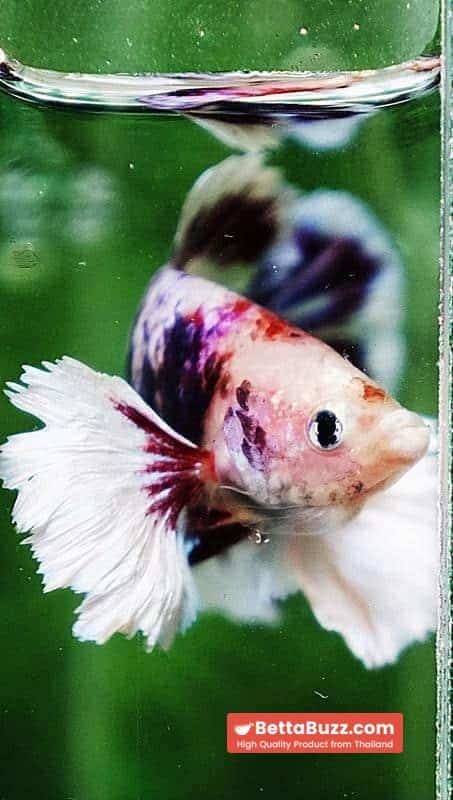 Betta fish HMPK Fancy Marble Dumbo - Image 8