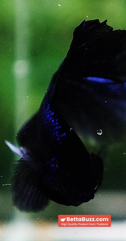 Betta fish HM Blue Black Peacock - Image 8