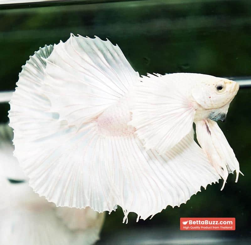 Betta fish Prince of the White Dumbo (HM) - Image 7