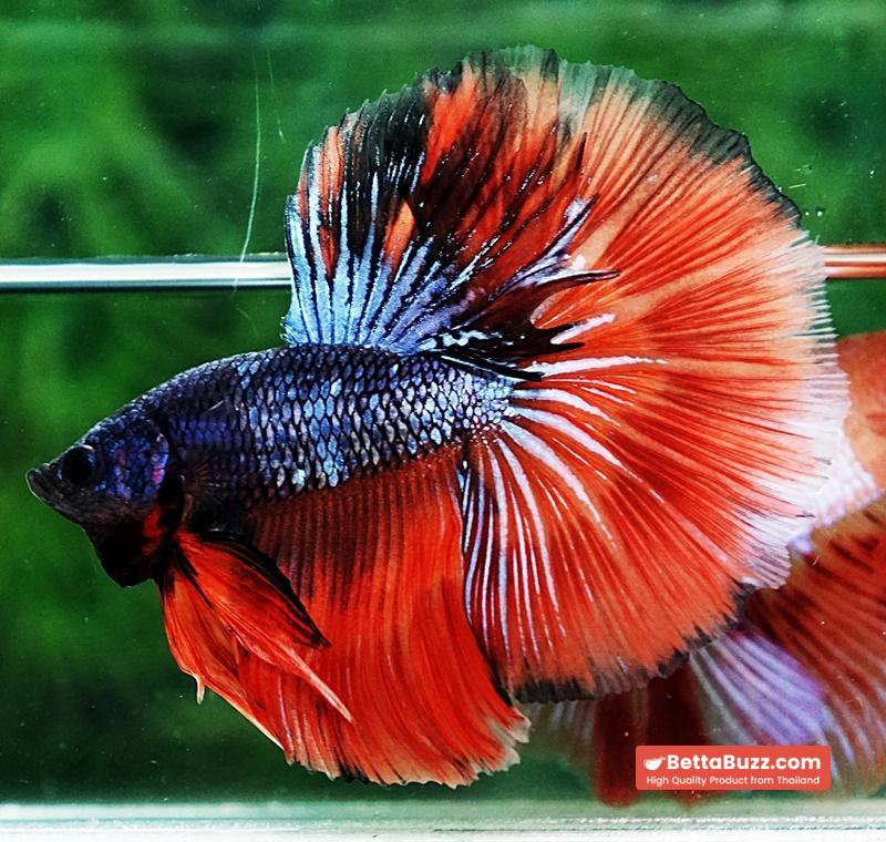Betta fish HM Star Devil on Fire - Image 6