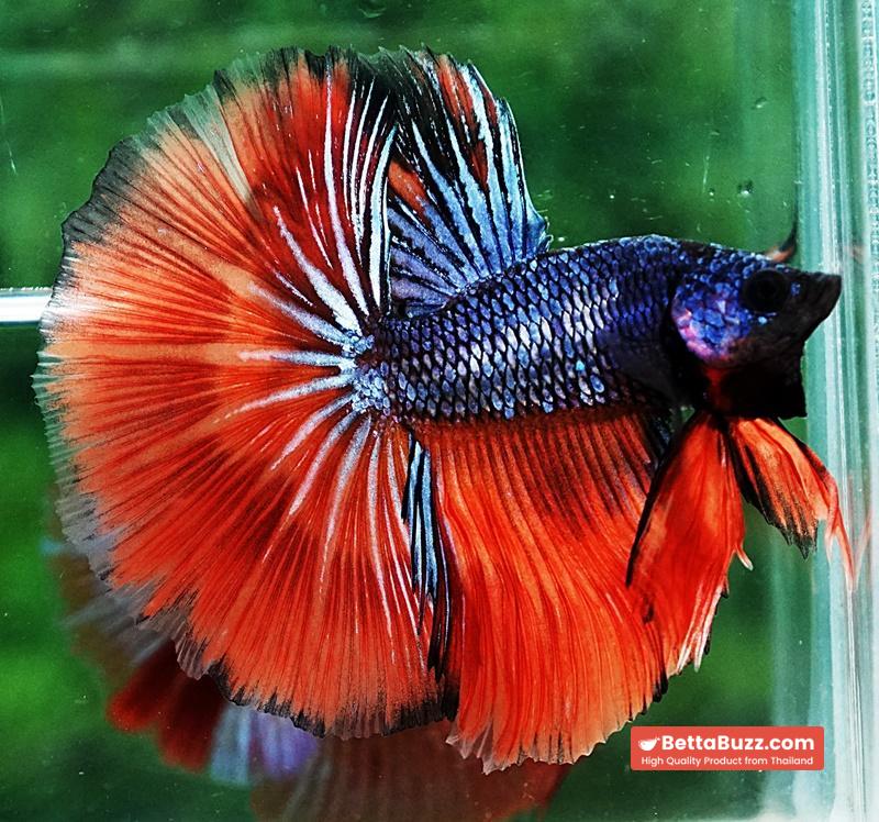 Betta fish HM Star Devil on Fire - Image 3
