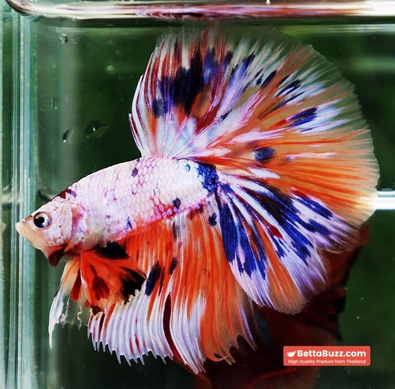 Betta fish HM Multicolor Ice Rain Sword - Image 5