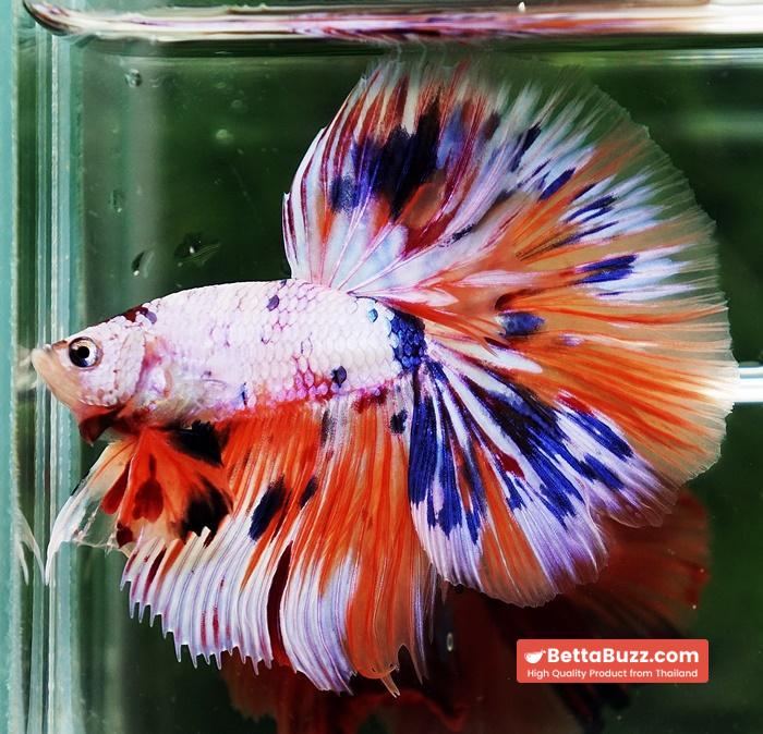 Betta fish HM Multicolor Ice Rain Sword - Image 3