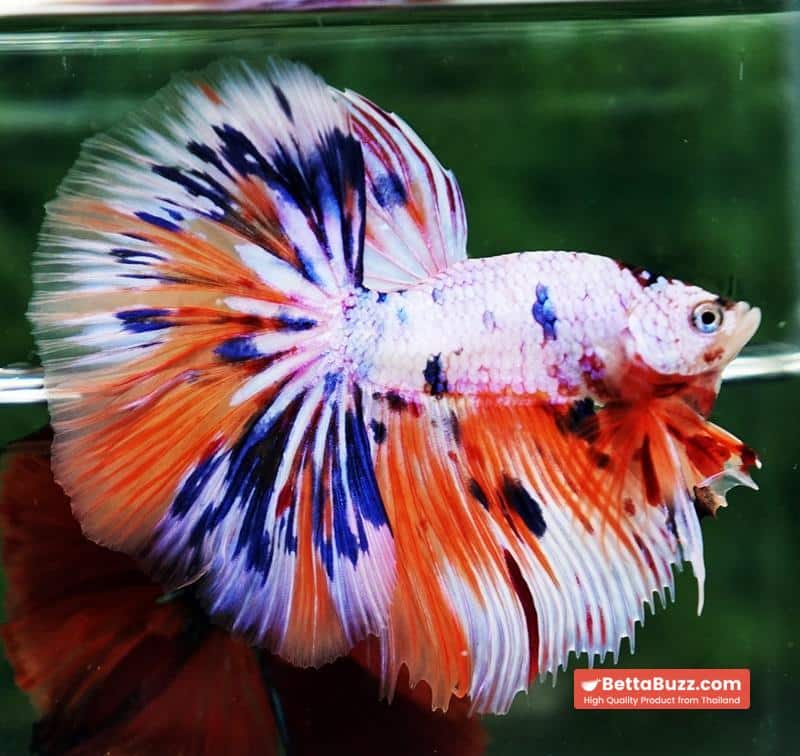 Betta fish HM Multicolor Ice Rain Sword - Image 6