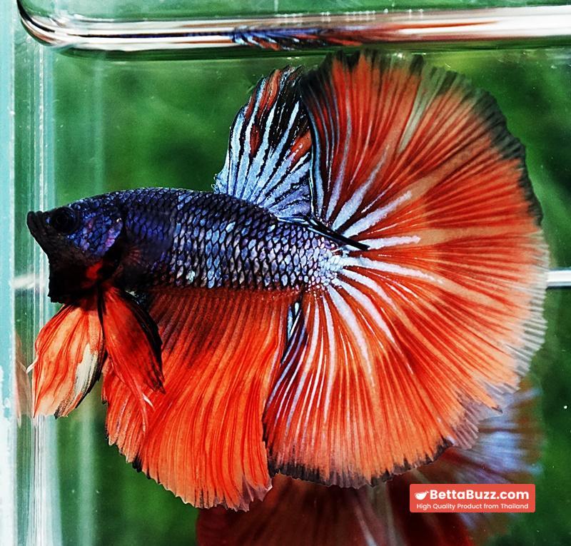 Betta fish HM Star Devil on Fire - Image 2