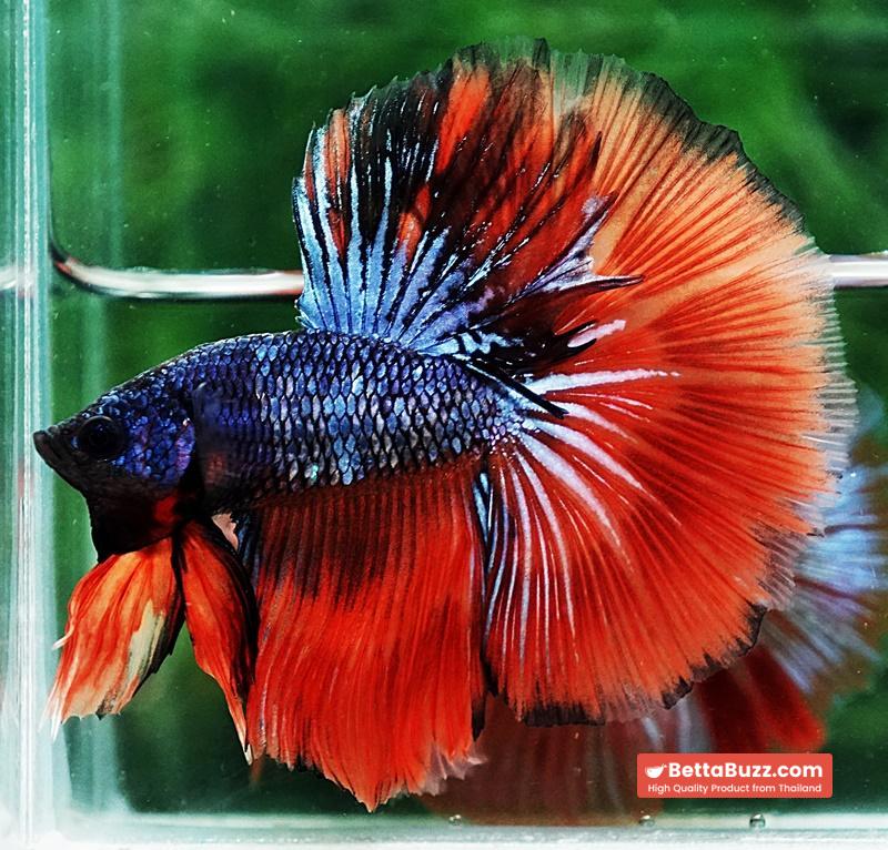 Betta fish HM Star Devil on Fire - Image 4